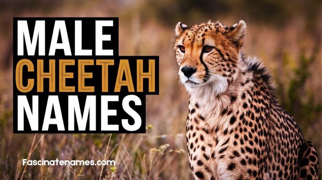 Male Cheetah Names