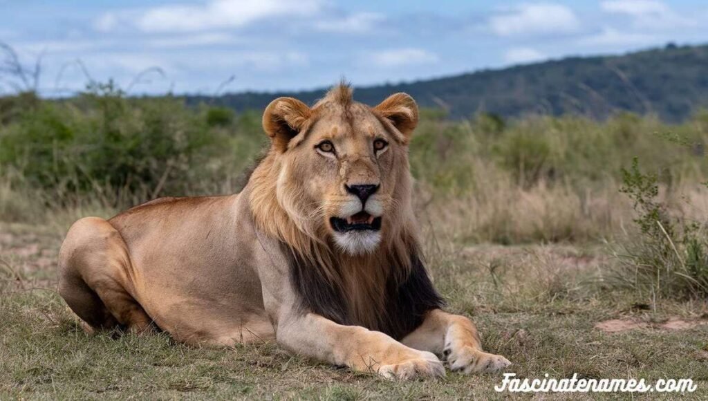 A lion lounging peacefully in the tall grass, enjoying a sunny day in its natural habitat.