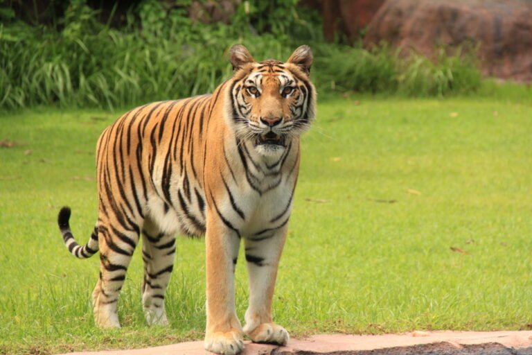 10 Reasons Why Tigers Are Endangered