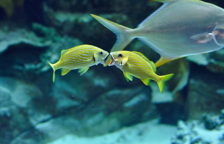 What Kind of Animal Is a Fish?