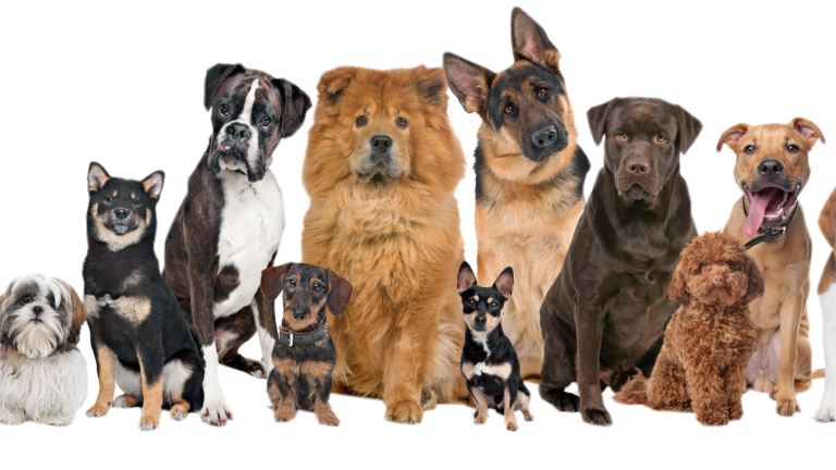 20+ Cutest Dog Ideas | Pinterest