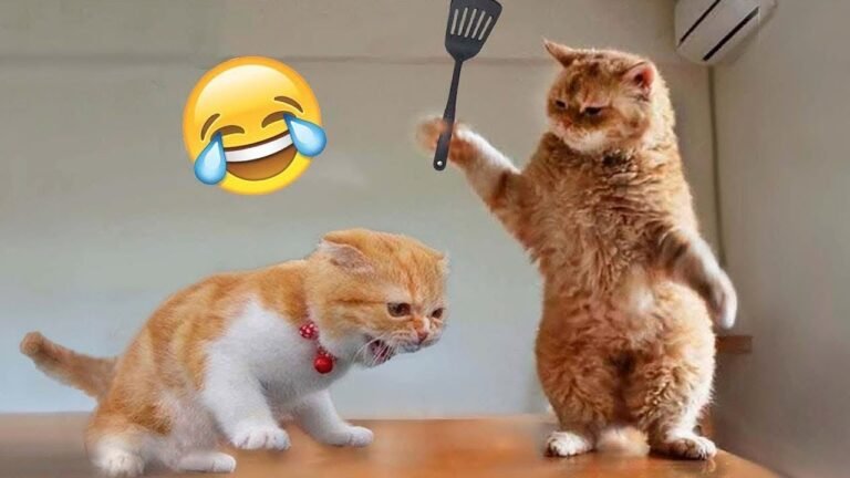 20+ Funny Animal