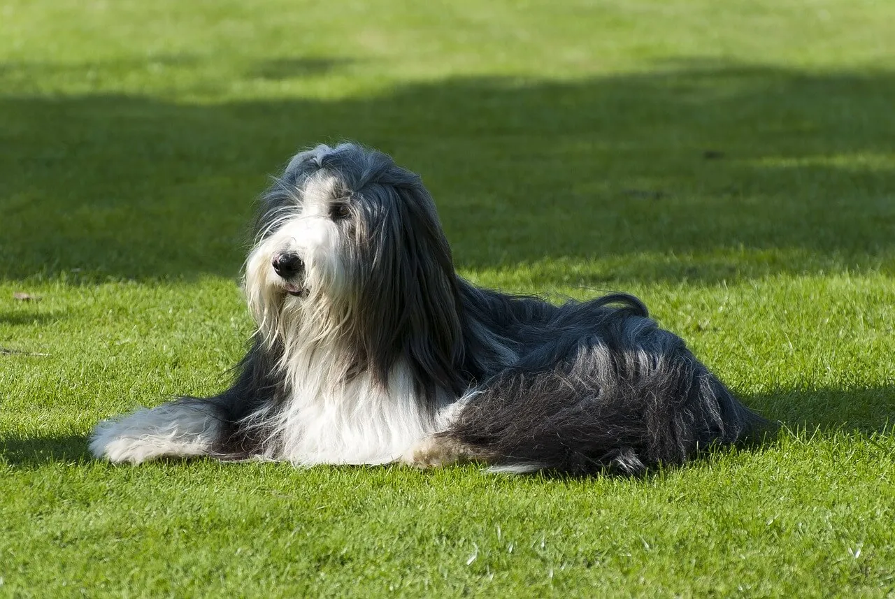 Dogs with Hair Over Their Eyes