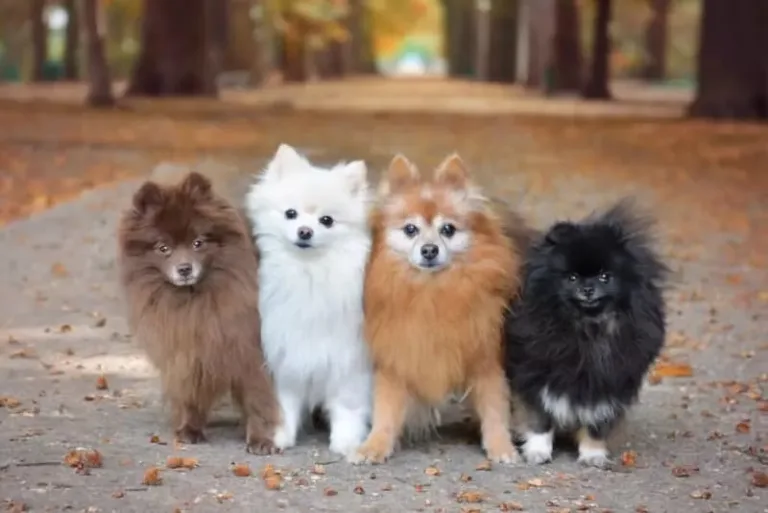 20+ Cute Dog Pics For DP