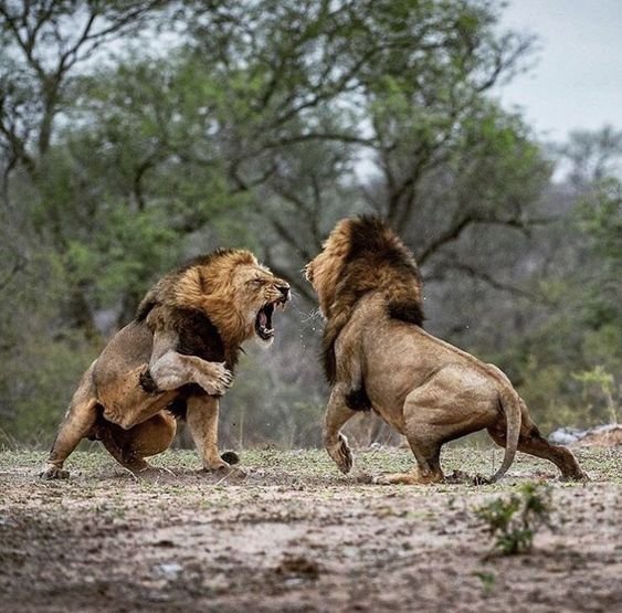 17+ Best Picture Of A Lion / Pinterest Trends