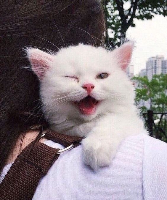 20+ Cutest Cat Ever In The World